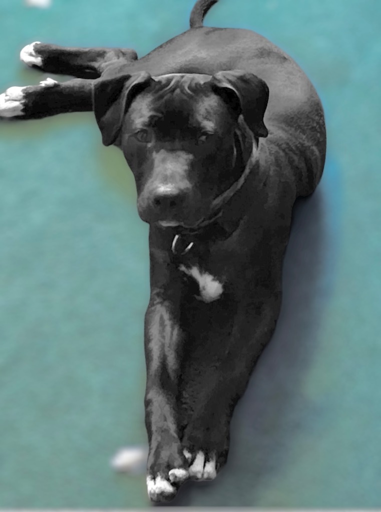 Ash, an adoptable Pit Bull Terrier, Black Labrador Retriever in Richfield, WI, 53076 | Photo Image 4
