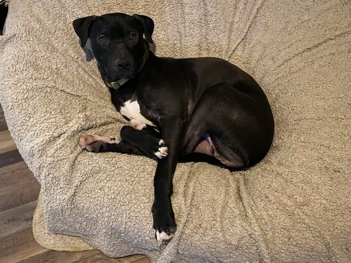 Ash, an adoptable Pit Bull Terrier, Black Labrador Retriever in Richfield, WI, 53076 | Photo Image 5