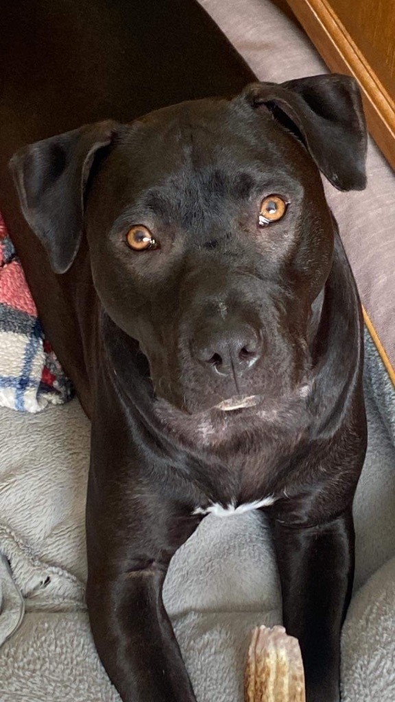 Ash, an adoptable Pit Bull Terrier, Black Labrador Retriever in Richfield, WI, 53076 | Photo Image 6