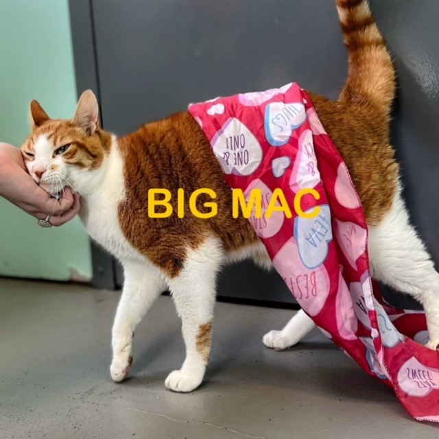 BIG MAC 1