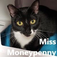 Miss MoneyPenny