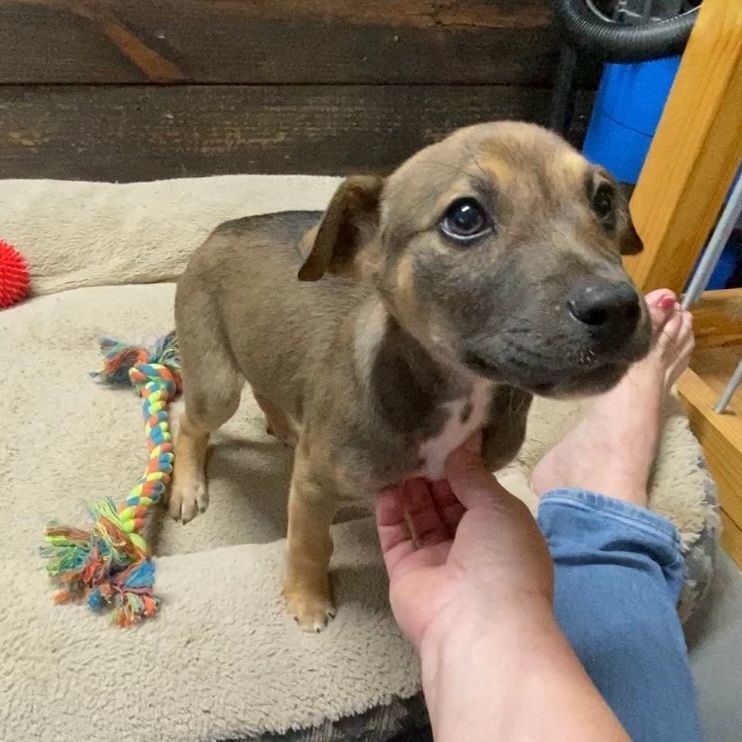 Dog for adoption **PHOENIX**, a Mixed Breed in Enfield, CT Petfinder