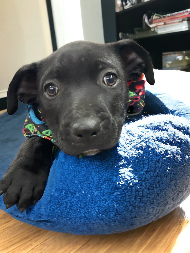 Dog for adoption - Bertha , a Black Labrador Retriever Mix in Waggaman ...