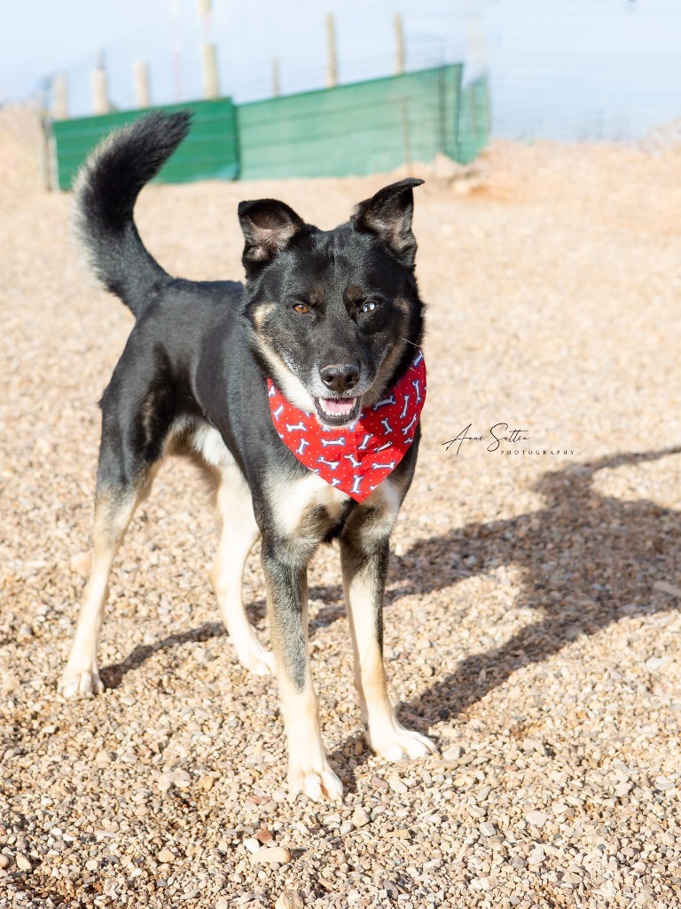 Shadow, an adoptable Shepherd in Hot Springs, SD, 57747 | Photo Image 1