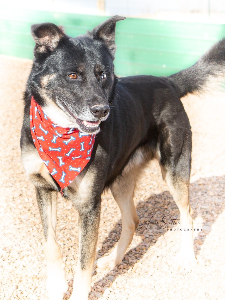 Shadow, an adoptable Shepherd in Hot Springs, SD, 57747 | Photo Image 2