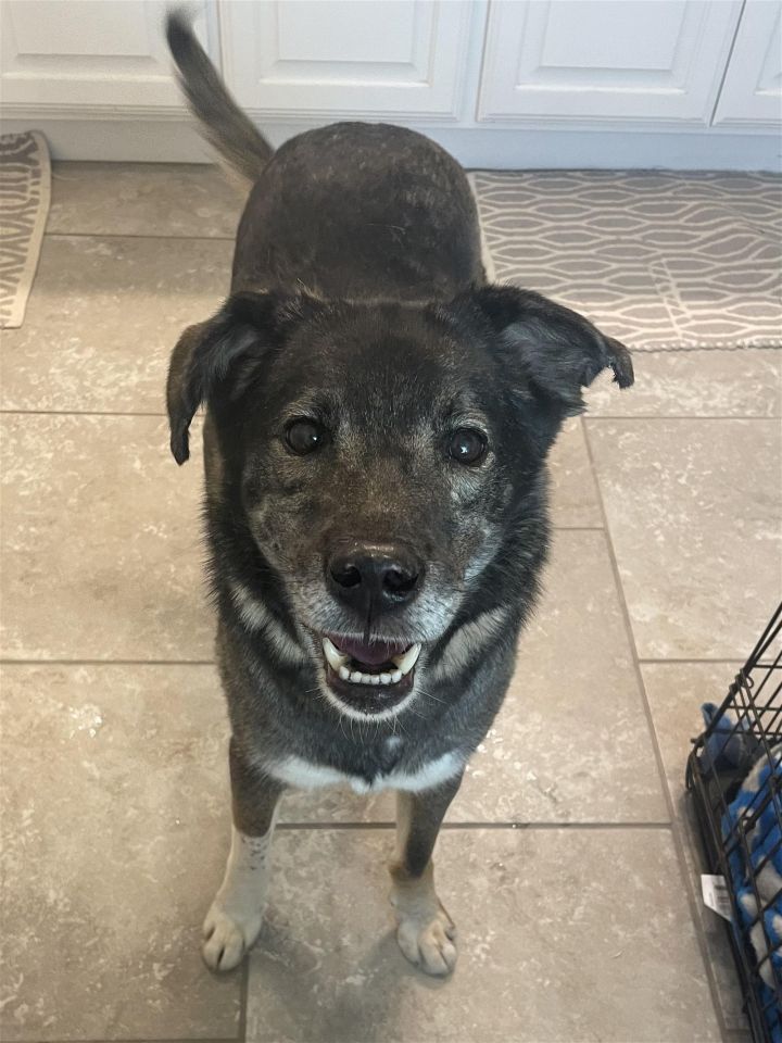Scarlett, an adoptable Labrador Retriever & Husky Mix in Weatherford, TX_image-2