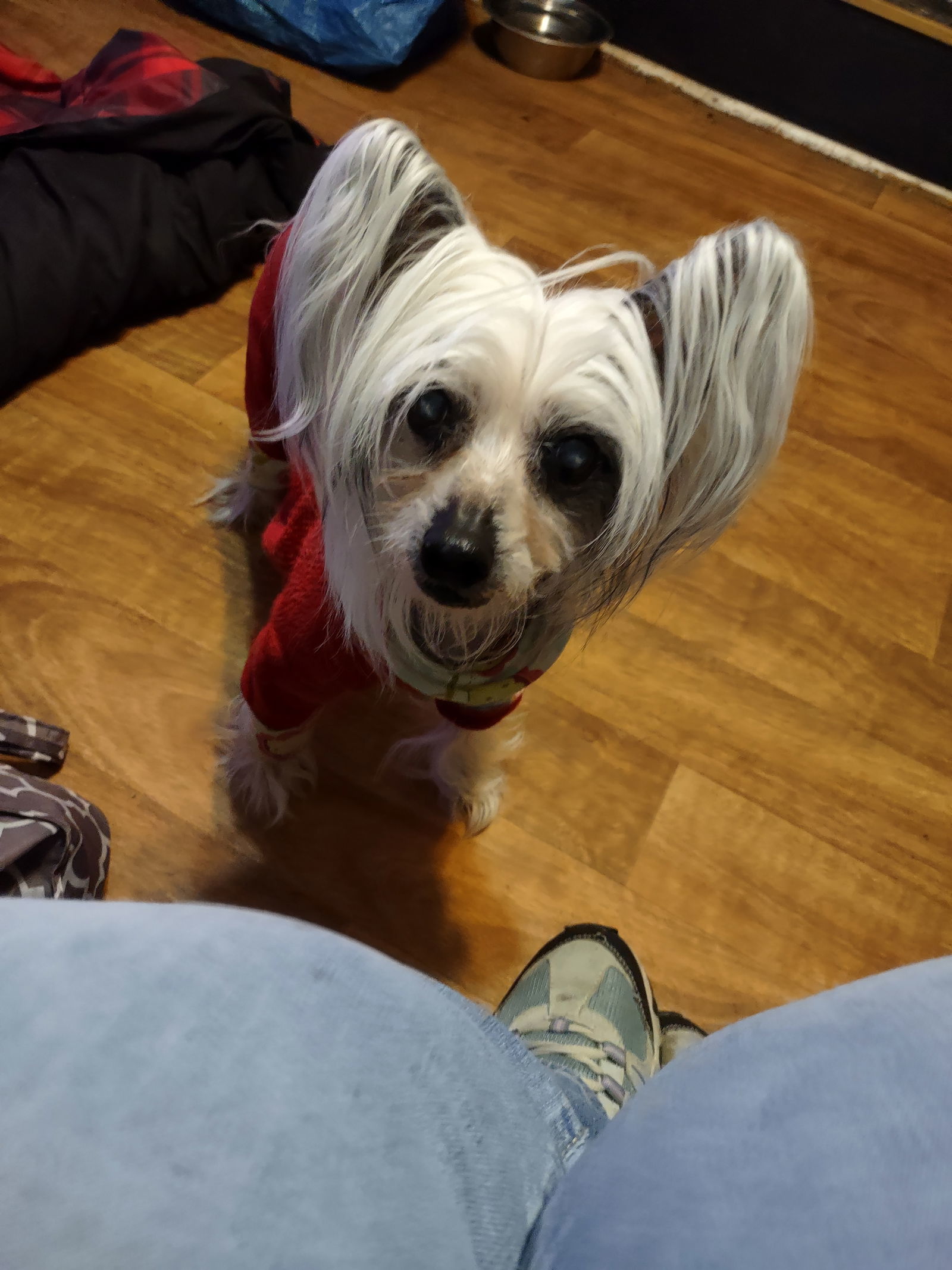 SUZY in Toledo, an adoptable Chinese Crested Dog in Lansing, MI, 48917 | Photo Image 1