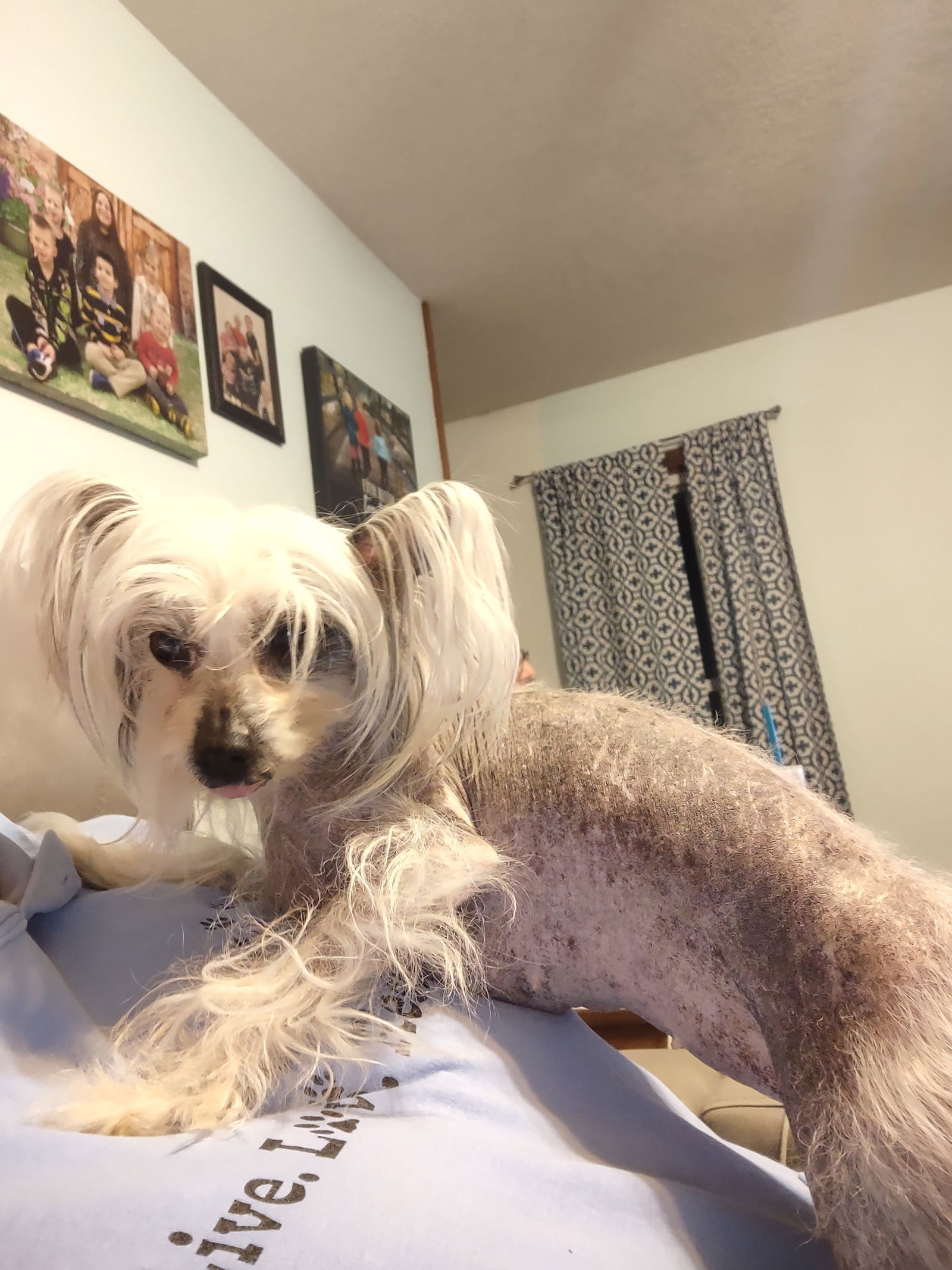 SUZY in Toledo, an adoptable Chinese Crested Dog in Lansing, MI, 48917 | Photo Image 2