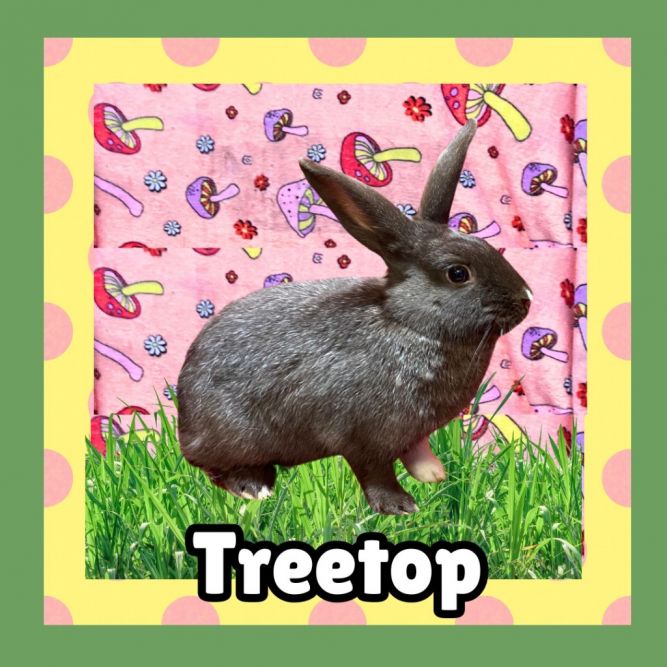 Treetop