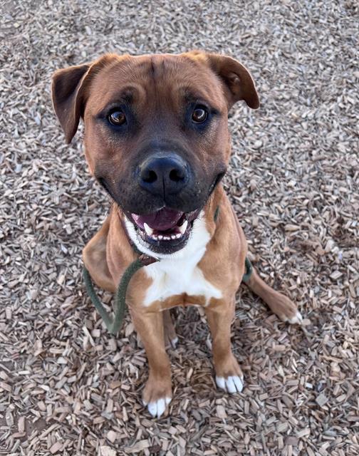 JOY BOY, an adoptable Rhodesian Ridgeback, Mixed Breed in Albuquerque, NM, 87121 | Photo Image 1