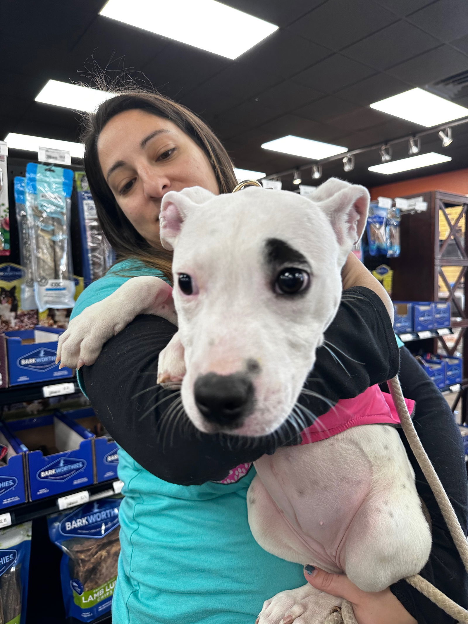 Craigslist Thomasville Ga Pets - vtqtgan