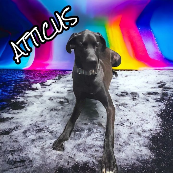Atticus 2