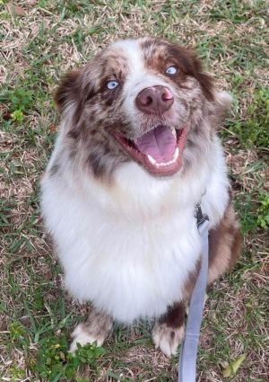 Petfinder mini australian clearance shepherd