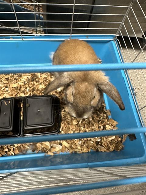 Rabbit for adoption MARTIN a Bunny Rabbit in Las Vegas NV