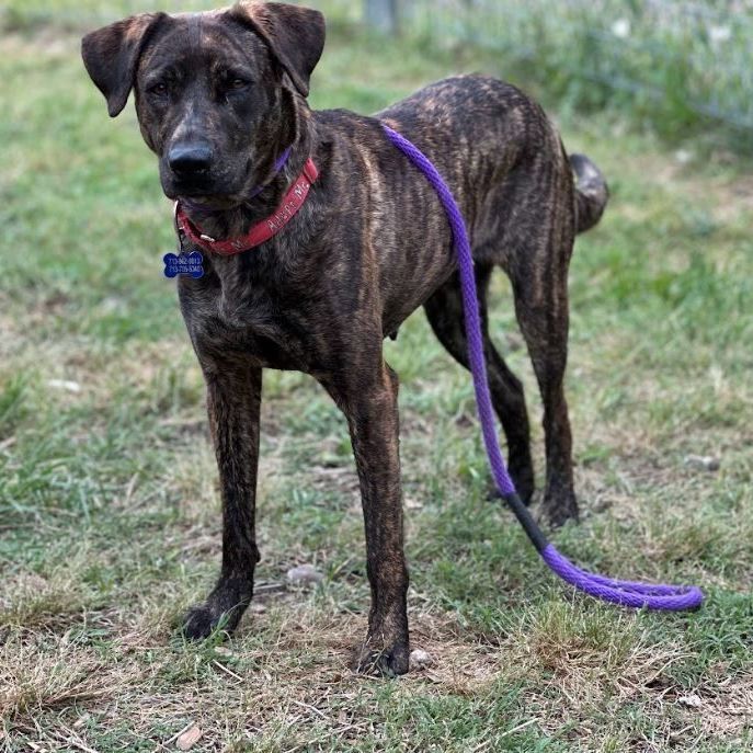 Dog for adoption - Zola, a Tennessee Treeing Brindle Mix in Houston, TX ...