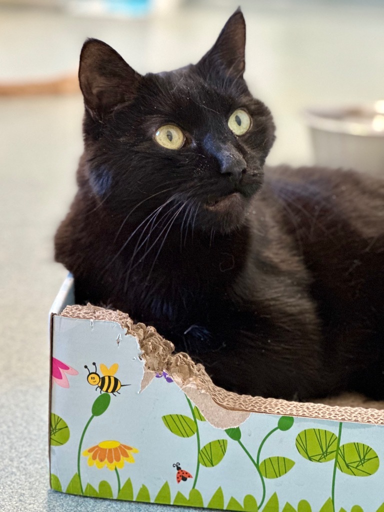 Boo, an adoptable Domestic Short Hair in Cumberland, ME, 04021 | Photo Image 1