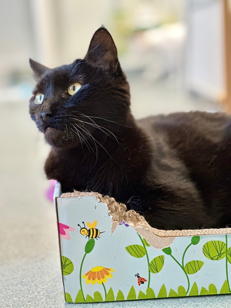 Boo, an adoptable Domestic Short Hair in Cumberland, ME, 04021 | Photo Image 2