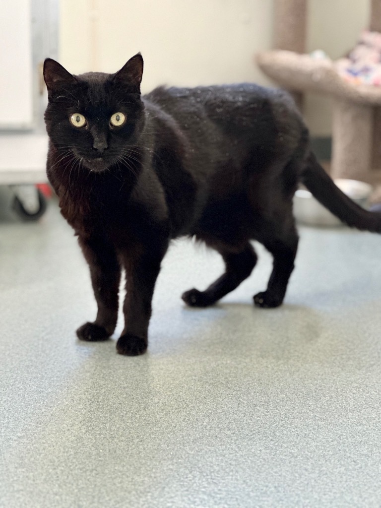 Boo, an adoptable Domestic Short Hair in Cumberland, ME, 04021 | Photo Image 3