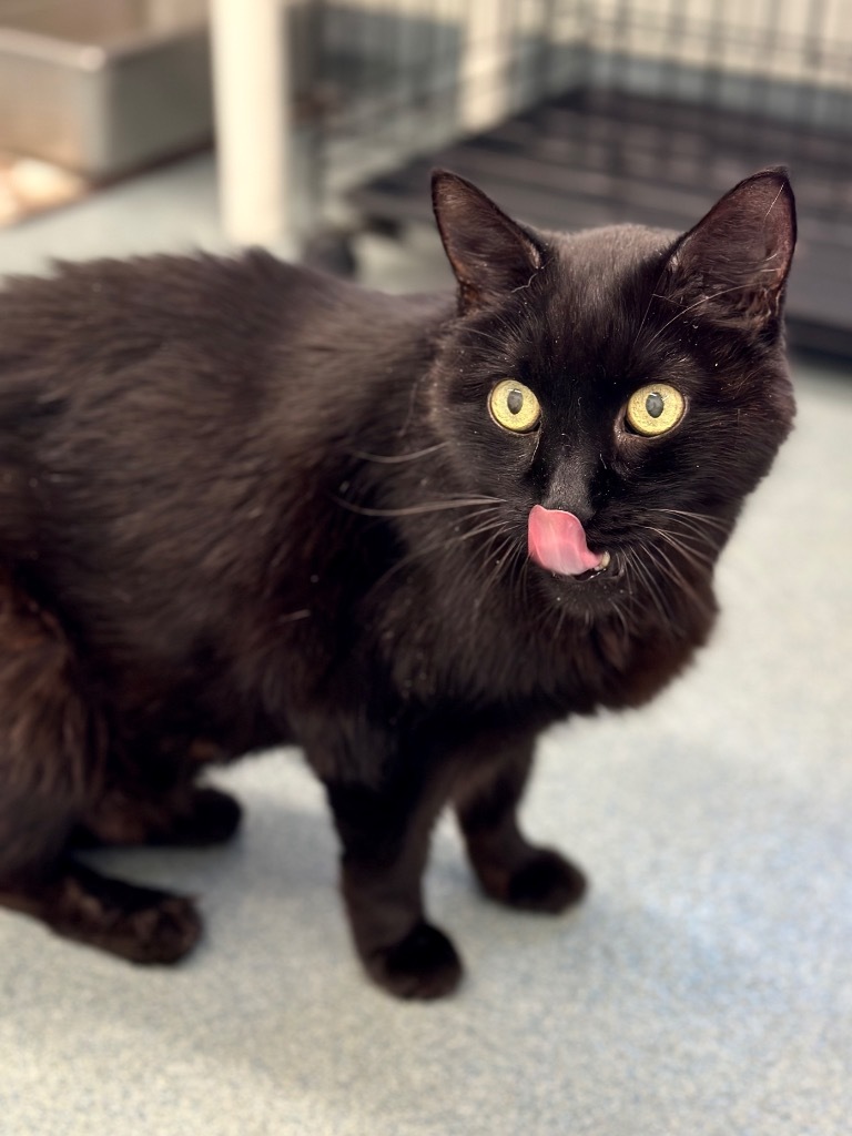 Boo, an adoptable Domestic Short Hair in Cumberland, ME, 04021 | Photo Image 4