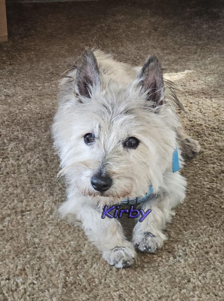 Dog for adoption Kirby Manitowoc, WI, a Cairn Terrier in Kenosha