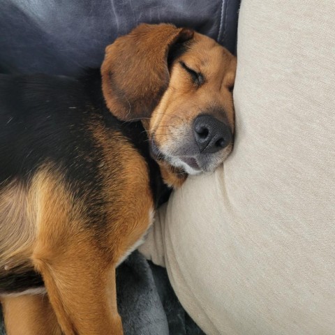 Blueberry beagles on sale