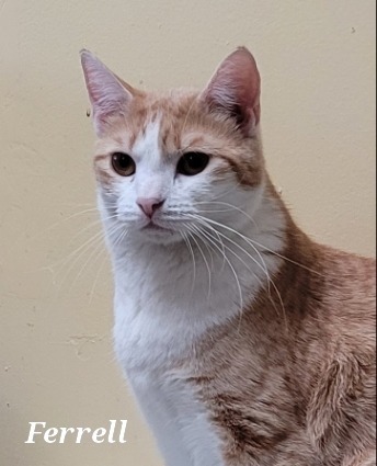 Ferrell, an adoptable Domestic Short Hair in Cedar Rapids, IA, 52404 | Photo Image 1