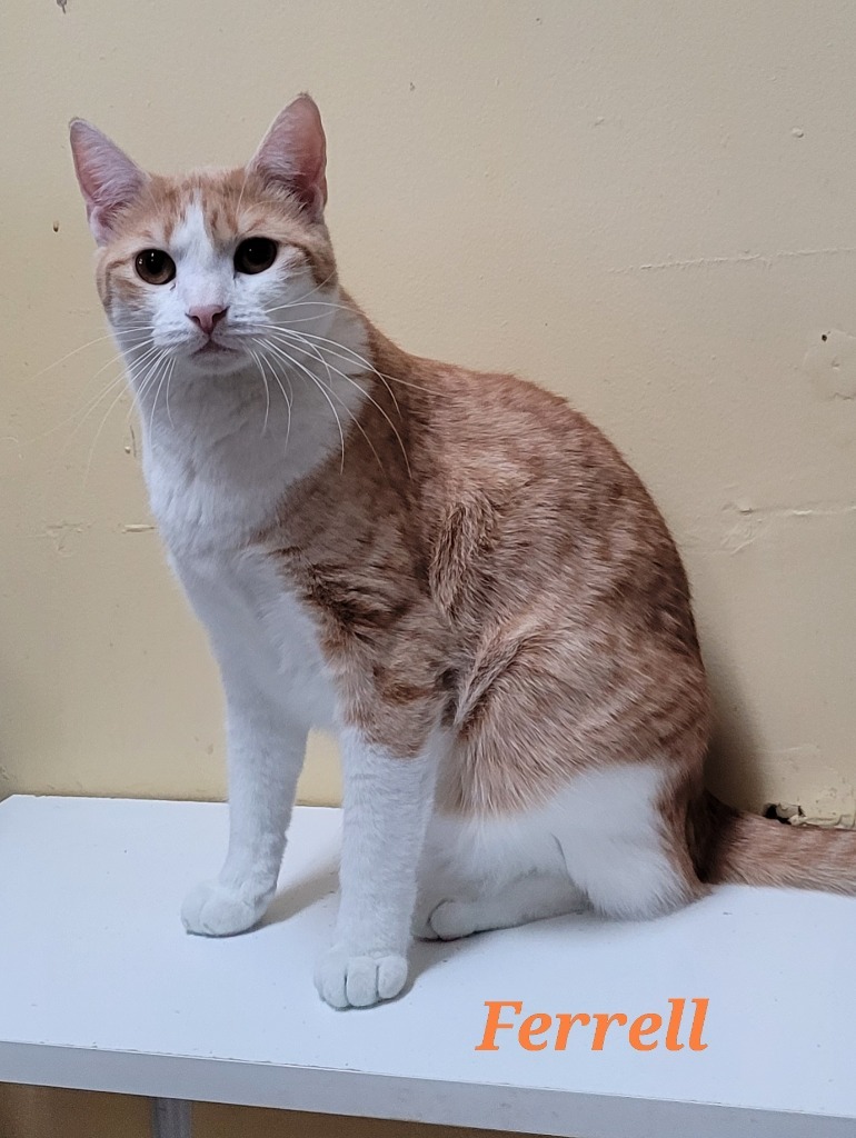 Ferrell, an adoptable Domestic Short Hair in Cedar Rapids, IA, 52404 | Photo Image 2