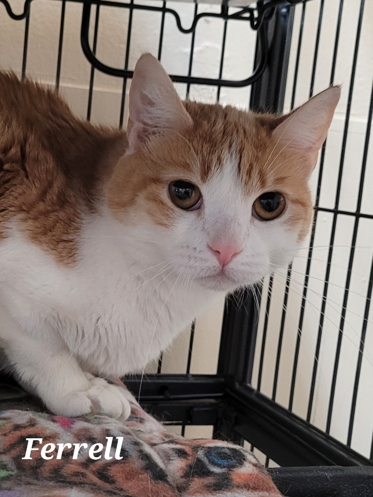 Ferrell, an adoptable Domestic Short Hair in Cedar Rapids, IA, 52404 | Photo Image 3