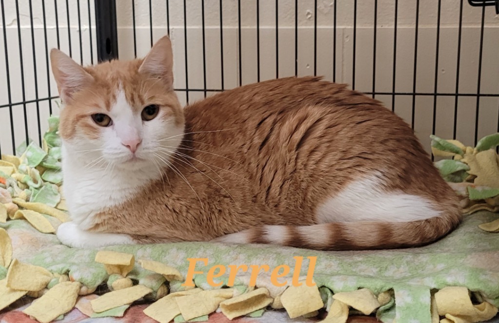 Ferrell, an adoptable Domestic Short Hair in Cedar Rapids, IA, 52404 | Photo Image 4