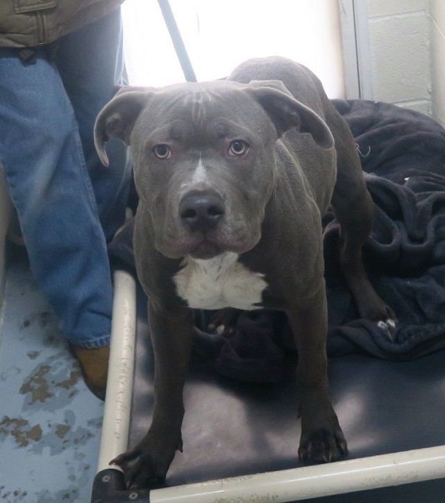 Dog for adoption 174616 , a Pit Bull Terrier Mix in Ravenna, OH