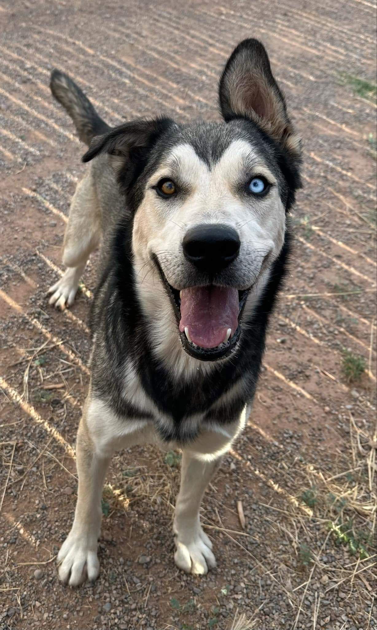 Kazu, an adoptable Siberian Husky in Cedar Crest, NM, 87008 | Photo Image 1