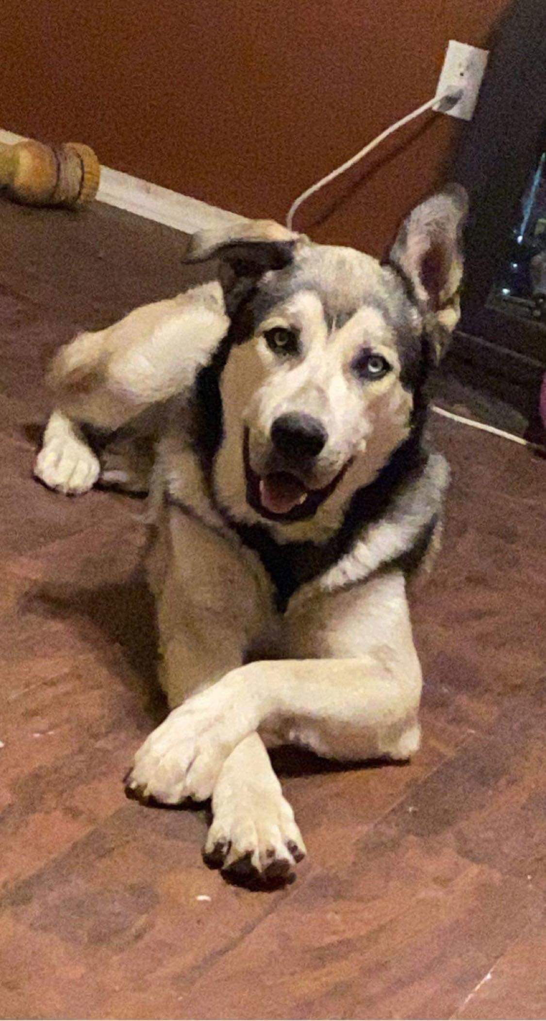 Kazu, an adoptable Siberian Husky in Cedar Crest, NM, 87008 | Photo Image 1