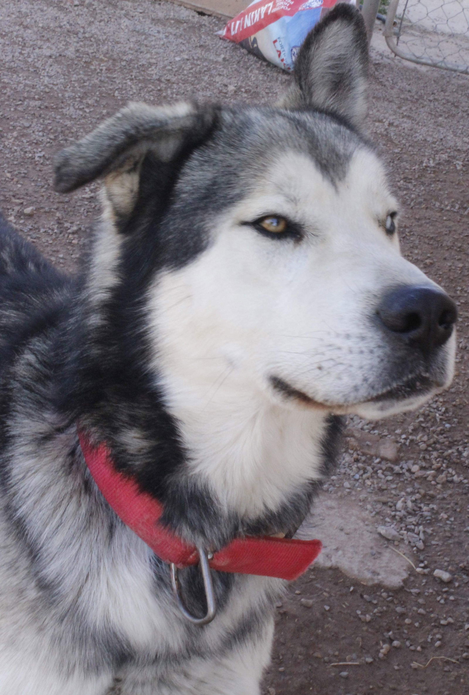 Kazu, an adoptable Siberian Husky in Cedar Crest, NM, 87008 | Photo Image 3