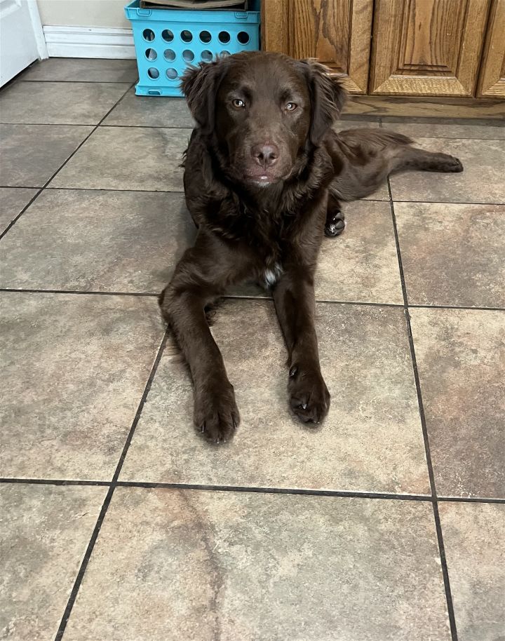 Chesapeake bay best sale retriever shepherd mix