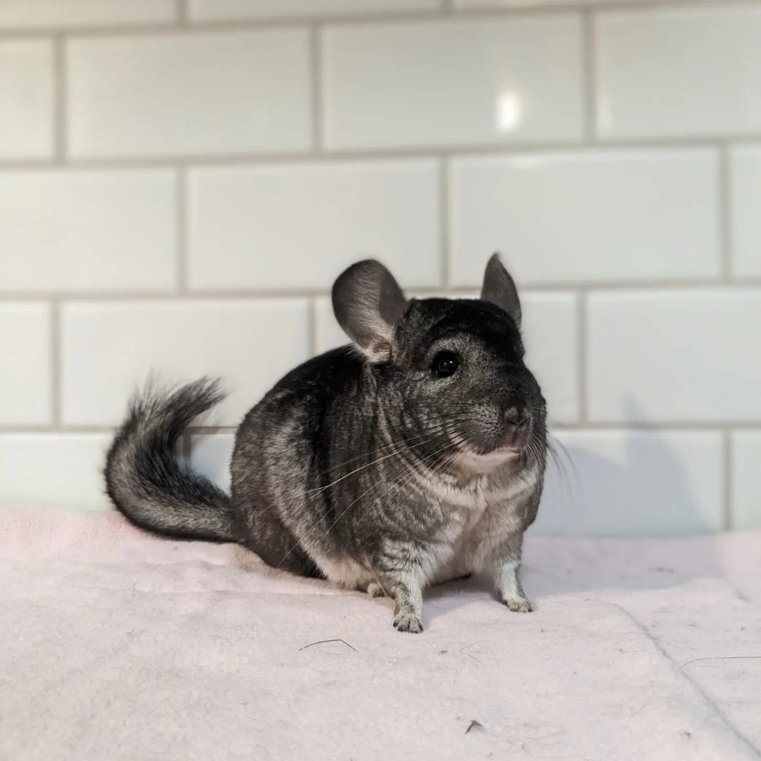 Petfinder chinchilla hot sale