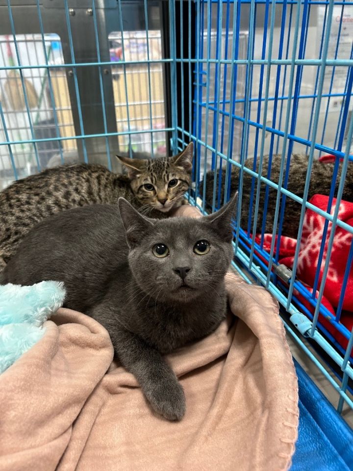 Houston store cat shelter