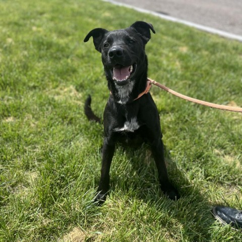 Krane (Chase), an adoptable Black Labrador Retriever in Rifle, CO, 81650 | Photo Image 1
