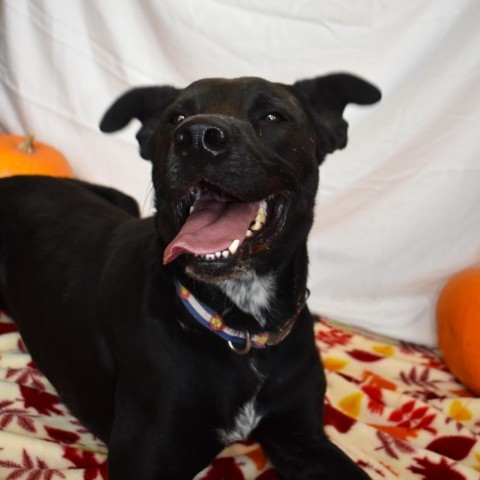 Krane (Chase), an adoptable Black Labrador Retriever in Rifle, CO, 81650 | Photo Image 1