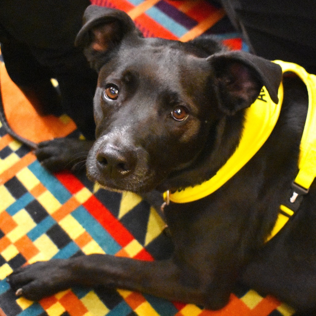 Krane (Chase), an adoptable Black Labrador Retriever in Rifle, CO, 81650 | Photo Image 1