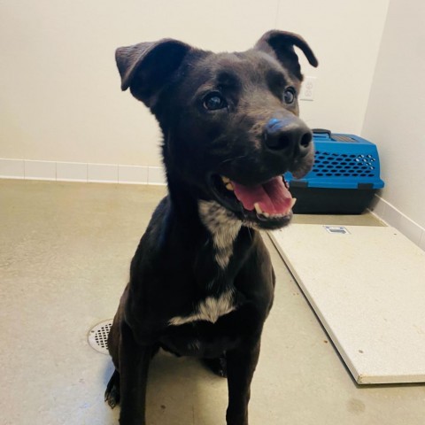 Krane (Chase), an adoptable Black Labrador Retriever in Rifle, CO, 81650 | Photo Image 2