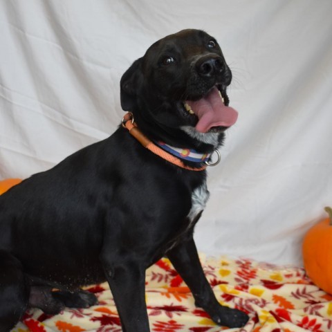 Krane (Chase), an adoptable Black Labrador Retriever in Rifle, CO, 81650 | Photo Image 2