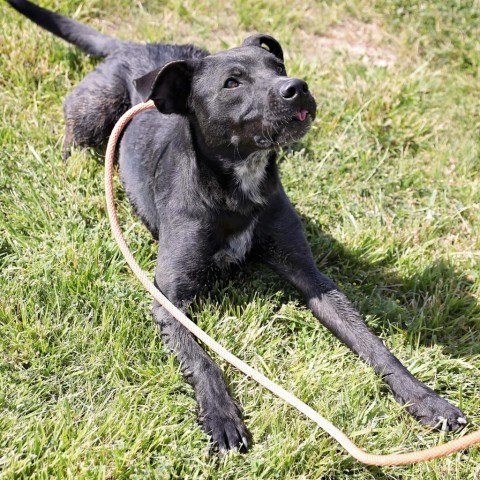 Krane (Chase), an adoptable Black Labrador Retriever in Rifle, CO, 81650 | Photo Image 3