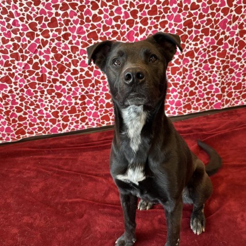 Krane (Chase), an adoptable Black Labrador Retriever in Rifle, CO, 81650 | Photo Image 3