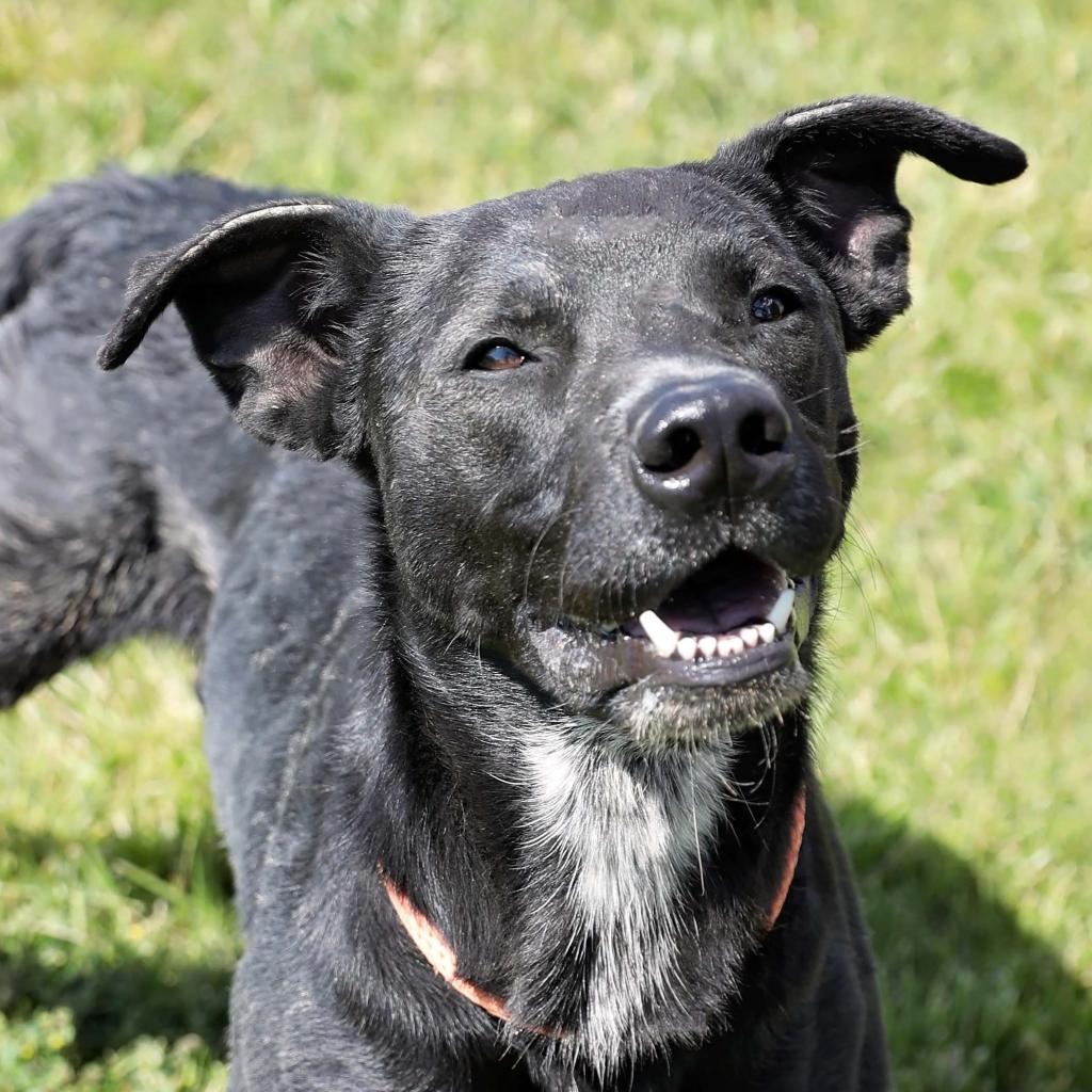 Krane (Chase), an adoptable Black Labrador Retriever in Rifle, CO, 81650 | Photo Image 3