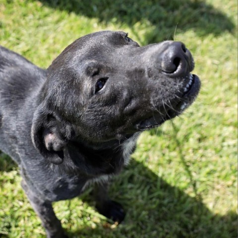 Krane (Chase), an adoptable Black Labrador Retriever in Rifle, CO, 81650 | Photo Image 4