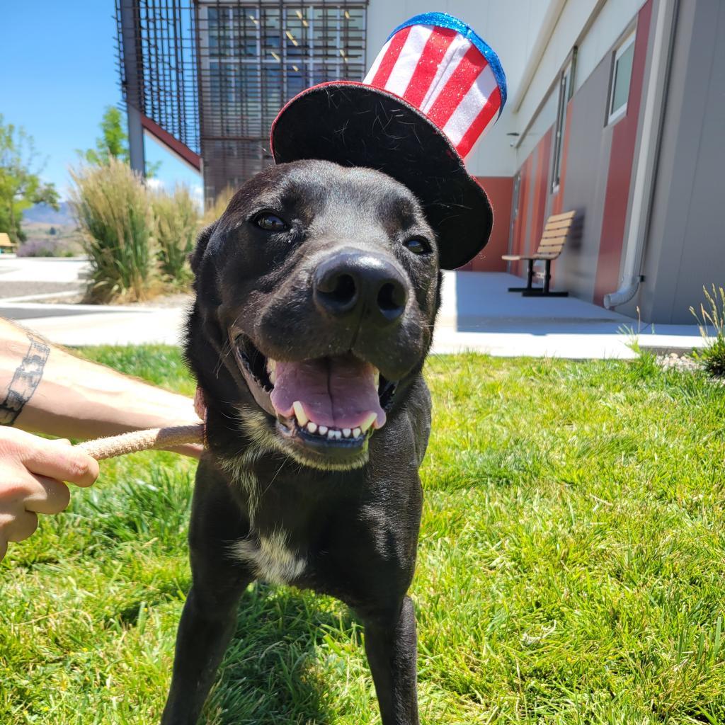 Krane (Chase), an adoptable Black Labrador Retriever in Rifle, CO, 81650 | Photo Image 4