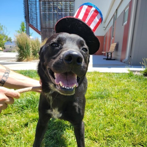 Krane (Chase), an adoptable Black Labrador Retriever in Rifle, CO, 81650 | Photo Image 5