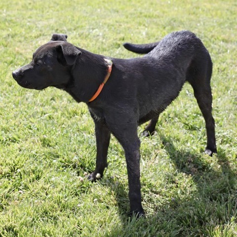 Krane (Chase), an adoptable Black Labrador Retriever in Rifle, CO, 81650 | Photo Image 5