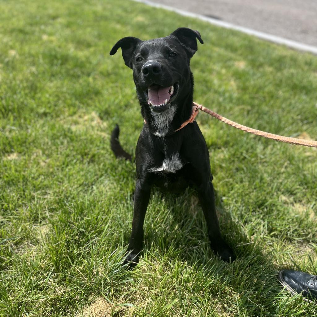 Krane (Chase), an adoptable Black Labrador Retriever in Rifle, CO, 81650 | Photo Image 5