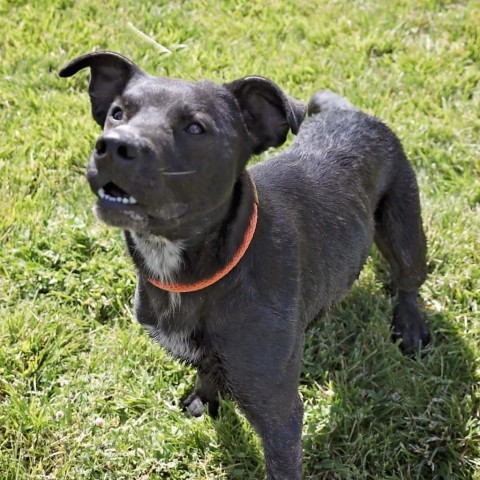 Krane (Chase), an adoptable Black Labrador Retriever in Rifle, CO, 81650 | Photo Image 6